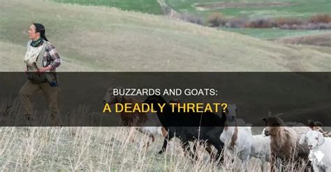 Do Buzzards Kill Animals