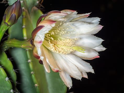Do Cactus Only Bloom At Night
