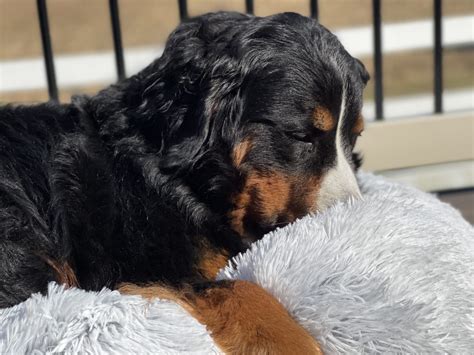 Do Calming Beds For Dogs Work