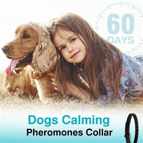 Do Calming Collars For Dogs Really Work
