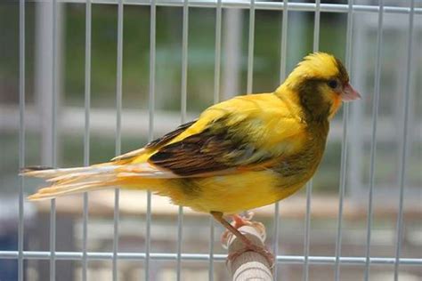 The Canary The Perfect Cheerful Companion Canary, Pets, Small pets