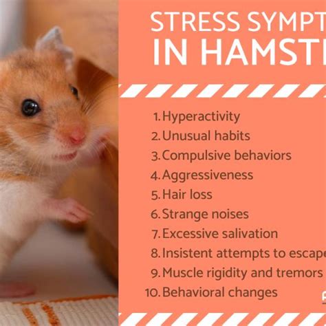 Do Candles Harm Hamsters