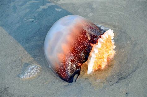 do cannonball jellyfish sting facts
