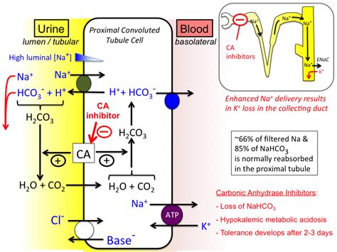 do carbonic anhydrase inhibitors decrease ph