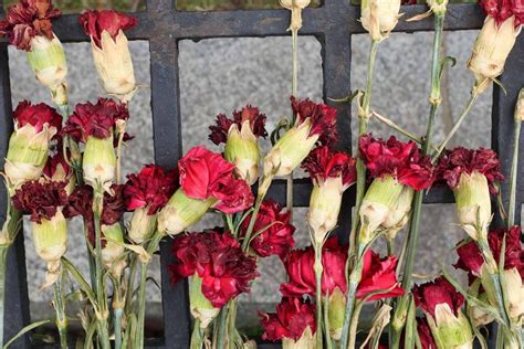 do carnations dry well