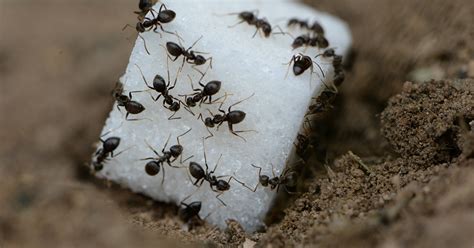 do carpenter ants eat sugar