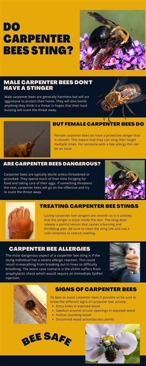Do Carpenter Bees Bite Or Sting
