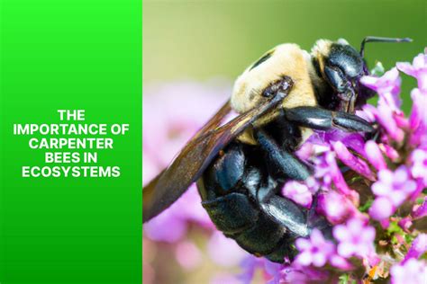 Do Carpenter Bees Have A Purpose