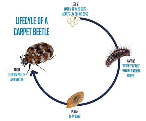 Do Carpet Beetles Come In Groups