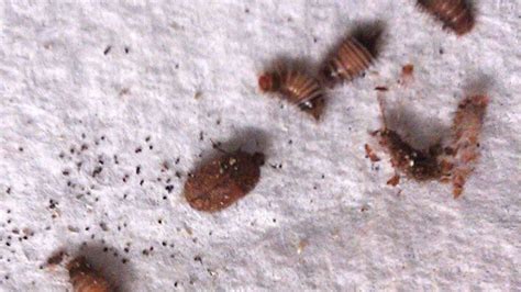 Do Carpet Beetles Itch