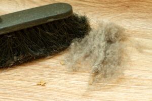 Do Carpets Attract Dust