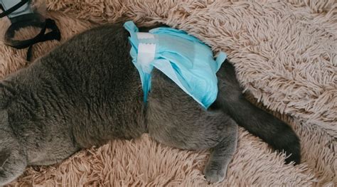 Do Cat Diapers Work