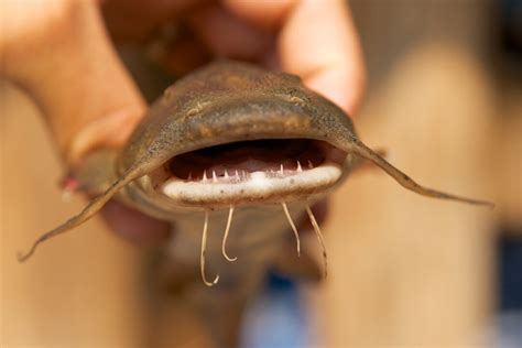 do cat fish have teeth