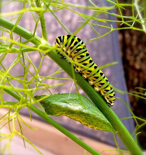 Do Caterpillars Like Basil