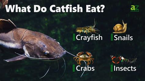 Do Catfish Eat Garbage