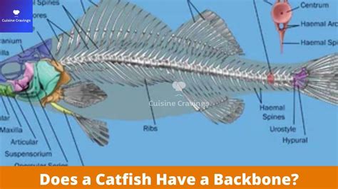 do catfish have a backbone