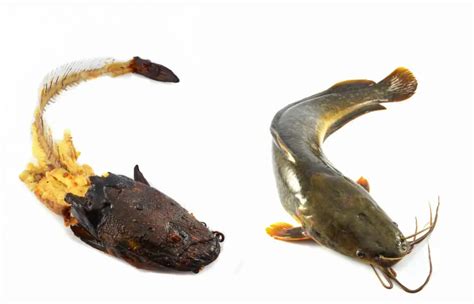 do catfish have backbones