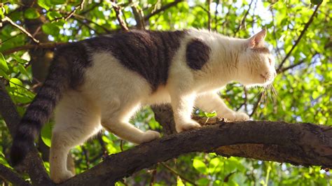 Do Cats Climb A Tree
