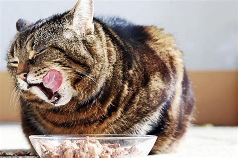 Do Cats Eat Small Objects