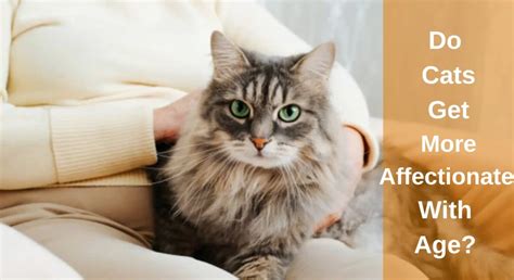 do cats get more friendly with age
