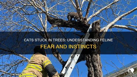 Do Cats Get Out Of Trees