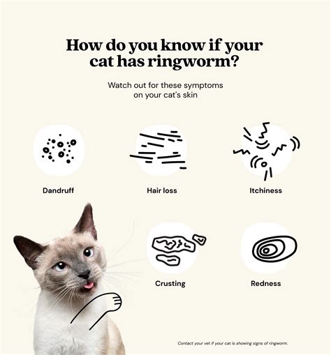 Do Cats Get Ringworm Easily