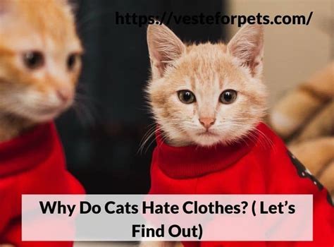 Do Cats Hate Clothes