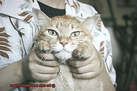 Do Cats Hate Fans