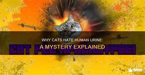 Do Cats Hate Human Urine