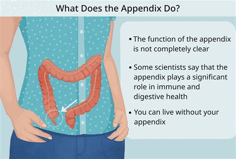 do cats have appendix
