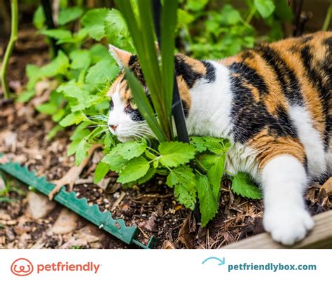 Do Cats Have Catnip Withdrawal