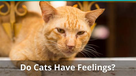 do cats have feelings and emotions