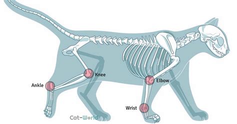 Do Cats Have Joints