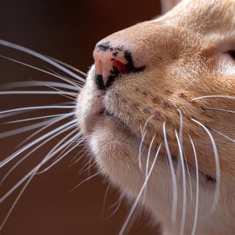 do cats have snouts
