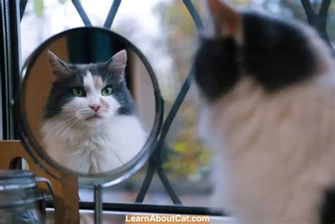 Do Cats Know How Mirrors Work