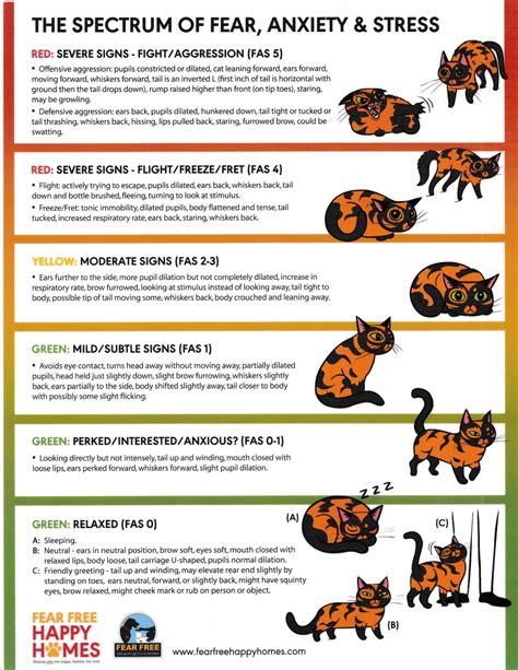 Discover 5 Insights do cats know when were stressed and how they react