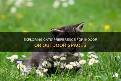 Do Cats Like Playing Outside