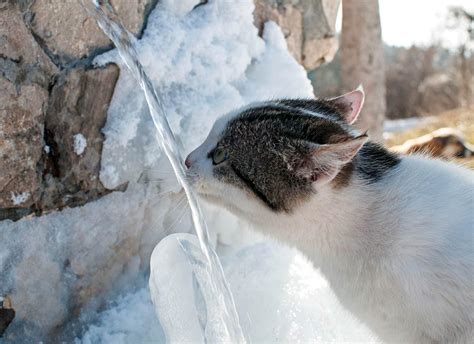 Do Cats Like Snowfall
