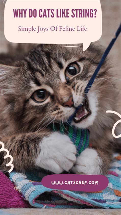 Do Cats Like String Instruments