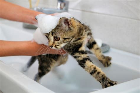 Do Cats Like Taking Baths