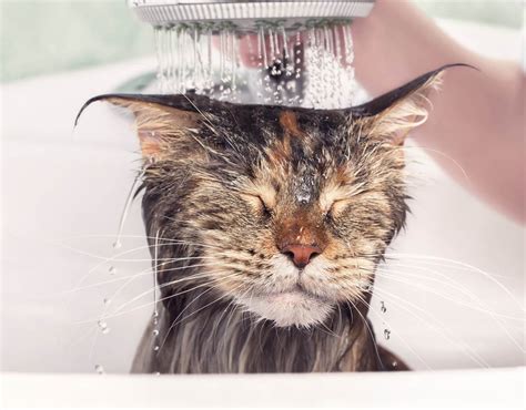Do Cats Need A Bath