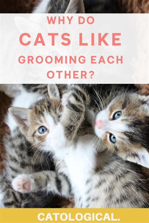 Cat Care: Do Cats Need Grooming? The Truth