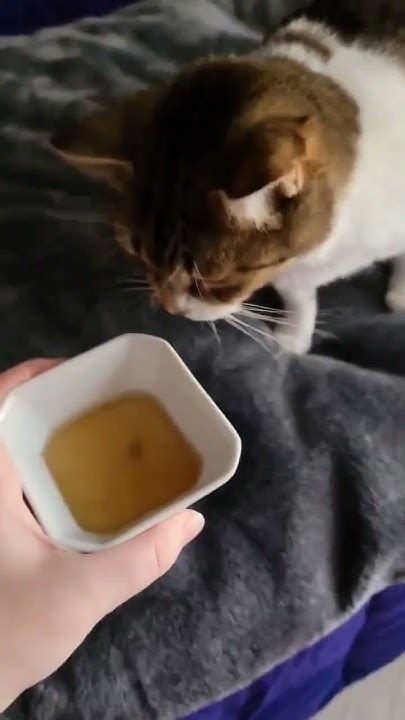 Do Cats React To Catnip Tea