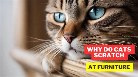 Do Cats Scratch Polyester Couches