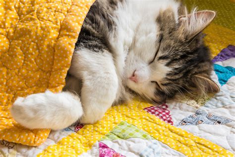 Do Cats Sleep Upside Down