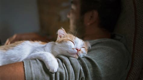 Do Cats Sleep With Humans