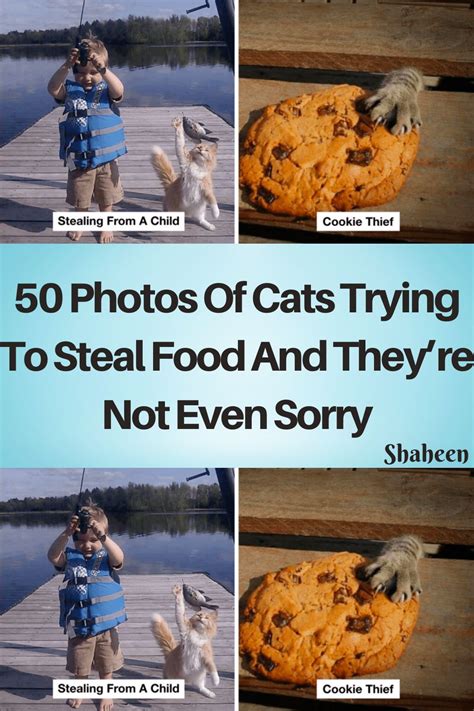 Do Cats Steal Things