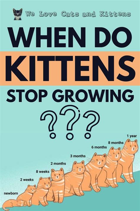 Do Cats Stop Growing