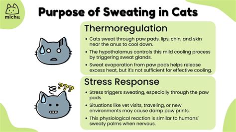 Do Cats Sweat? Discover the Surprising Truth behind a Feline's Cooling System - A Comprehensive Guide with FAQs and Interesting Facts
