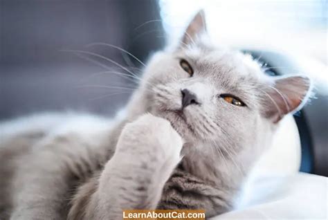 Do Cats Think Everything Is A Cat